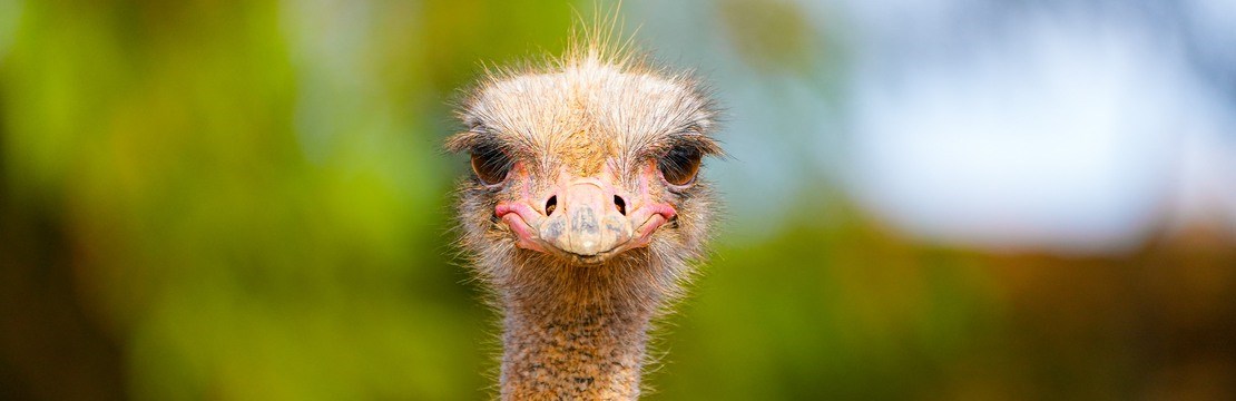 Närbild på en struts.