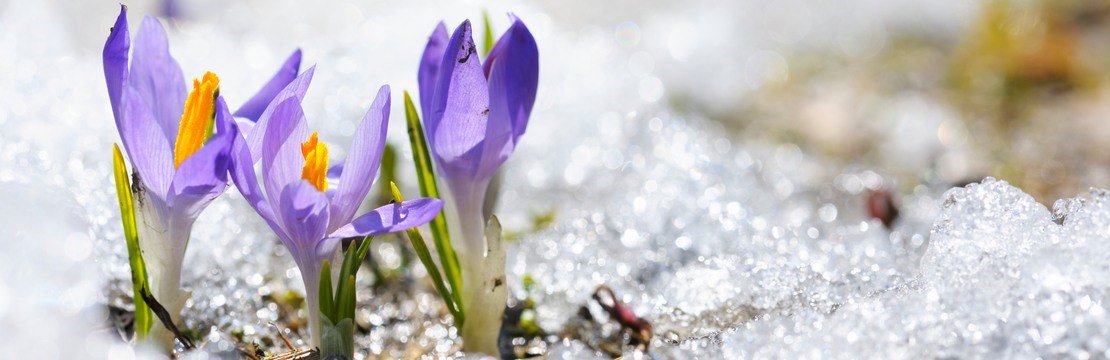 Lila krokus tittar upp ur ett snötäcke.