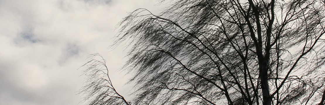 En björk utan blad avtecknar sig mot en grå himmel, det blåser så grenarna far.